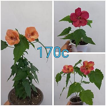 цветы уличный: Комнатные цветы в стаканчиках: 1) Глоксиния (Sinningia speciosa) с — 2