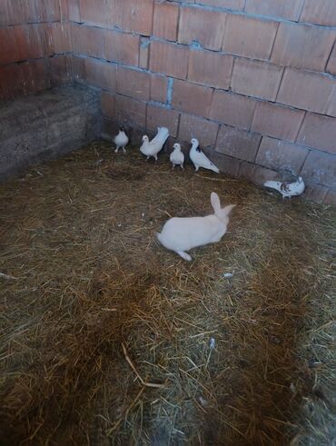 Inəklər, öküzlər: Salam.dovşanların qıymeti 13azn qöyerçınlerın biri 7azn. Barter var