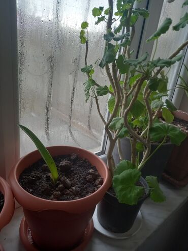 Otaq bitkiləri: İç məkan üçün canlı dekorativ güllər və sukulentlər - Amaryllis — 4