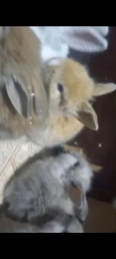 Dovşanlar: Cins ve yerli dovşan balalari. Böyuyen ve boyumeyen. Tek ve top — 4