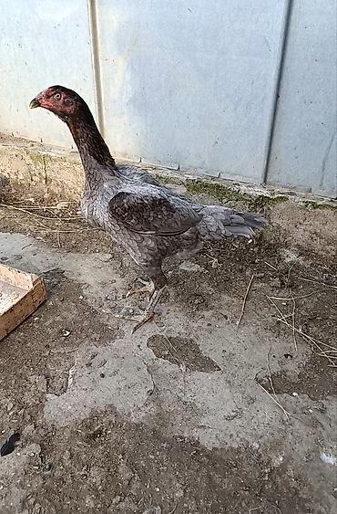 pulsuz piwik: Haqin da malumat verlecey fikir cidi olan vipde yasin0507823000 — 4