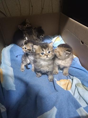 Pişiklər: Yaxşı əllərə — 9