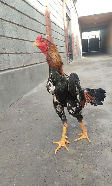 kutum balığı qiymeti: Heyratı Xoruz Chu Şhamo Və Toyuqu.1 İllikdilər. Tam Sağlam — 2