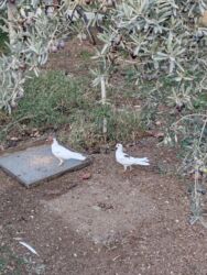 Göyərçinlər: Göyərçinlər satılır biri 10 manatdan. Birindən başqa-ayağı bol papışdı — 10