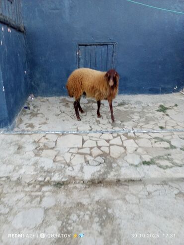 cau cau qiymeti: Damazlıq Erkey togulu satılır istəyən olsa yazsın video sun atım baxın