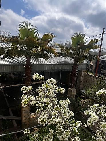cut bitkisi: Beyləqan rayonu, Daşburun kəndində, birbaşa yol kənarında yerləşən 2 — 6