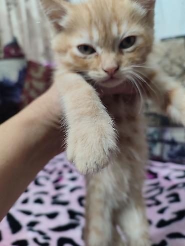 Рыжий котёнок классического окраса табби. Короткая плюшевая шерсть