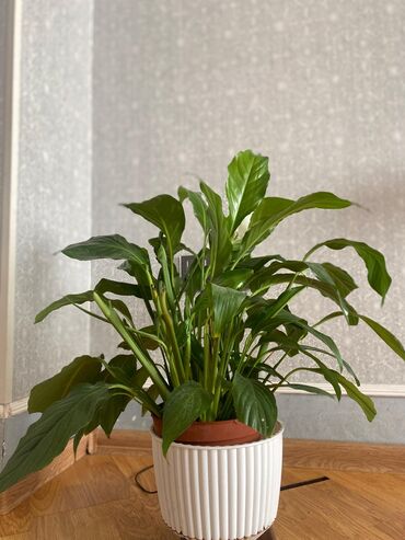 guneş paneli: Spathiphyllum (Sülh zanbağı) otaq bitkisi - Yaşıl, parlaq iri