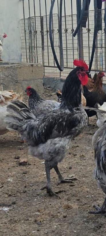 Toyuqlar: Məhsul:Avstrolop Mavi rəng çalarlarında ət-yumurta istiqamətli — 1
