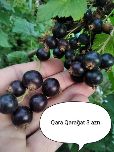 Toxumlar: Qara qarağat iri sort