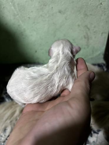 it almaq istəyirəm: Pekines — 4