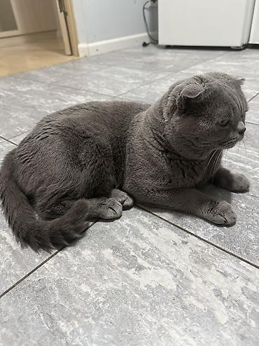 кошки домашние: Скотиш Фолд (Шотландская вислоухая), 3 года, Мальчик, Серый — 5