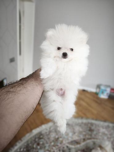 pomerian spits: Şpitz, 4 ay, Erkək, Peyvəndli, Ünvandan götürmə — 5