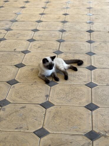 каракал кот: Продается сиямская кошка
