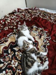 Pişiklər: Türk anqora, Dişi, Yaxşı əllərə, Ünvandan götürmə -da lalafo.az — 4 Pişiklər: Türk anqora, Dişi, Yaxşı əllərə, Ünvandan götürmə — 4