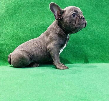 Psi: Zensko stene francuskog buldoga egzotične plave boje bez tigrine na lalafo.rs — 1 Psi: Zensko stene francuskog buldoga egzotične plave boje bez tigrine — 1