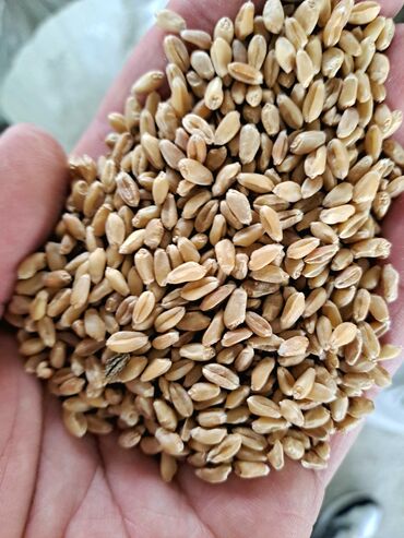 Корма для с/х животных: Семена и саженцы Пшеницы, Самовывоз