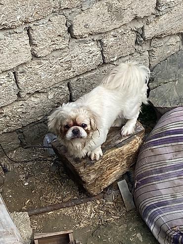 İtlər: Pekines, 2 il, Dişi, Peyvəndli, Pulsuz çatdırılma — 3