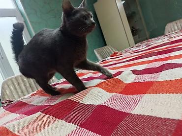 Pişiklər: Şotland — 16