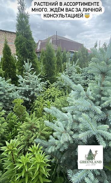 саженцы елки: Продаются декоративные хвойные растения 🌿🌲 -туи от 100 до 300см -ели — 4