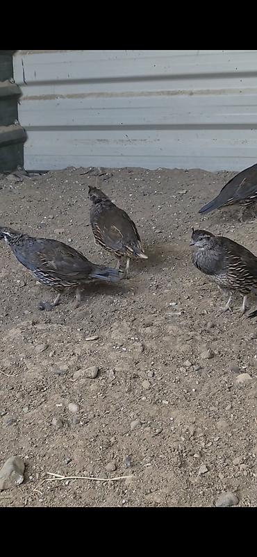 bulbul quşu haqqinda melumat: Kalifonia bildircini qiymet cutune aitdi bakiyada gonderirem vatsap — 2