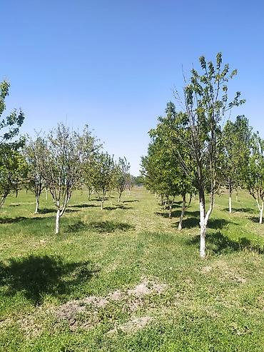 куры живые: Farm КРС, 10000 соток, Действующий, Частично с оборудованием, Электричество — 5