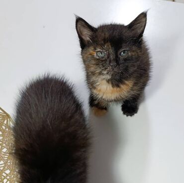 объявления о найденных животных: 2 месяца, Девочка, Приучена к лотку