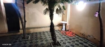 Uzunmüddətli kirayə mənzillər: Oglanlara kirə ev — 18