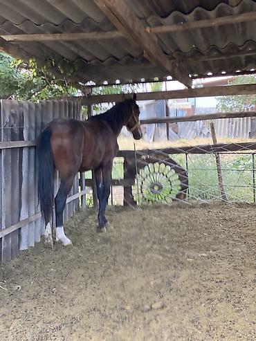 m horse: Продаю | Конь (самец), Жеребец | Полукровка | Для разведения, Рабочий, Конный спорт | Осеменитель — 4