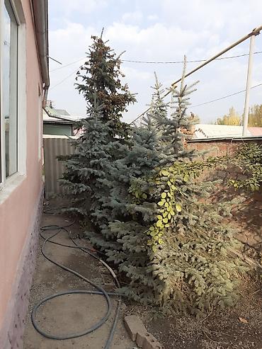 Ели голубые (Picea pungens, «голубая ель») для озеленения участка. -