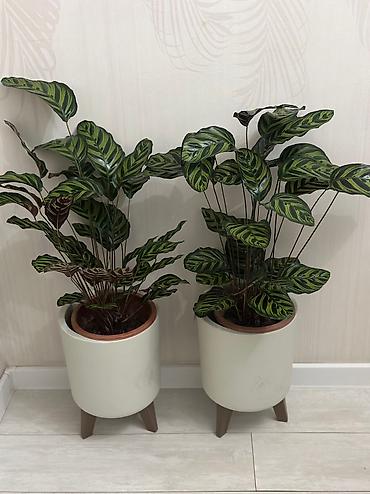 Бөлмө өсүмдүктөрү: Пахира 
Рость:1м 80см
Цена:5500 — 9