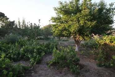 Torpaq sahələrinin satışı: 3 sot, Tikinti, Mülkiyyətçi, Kupça (Çıxarış) — 11