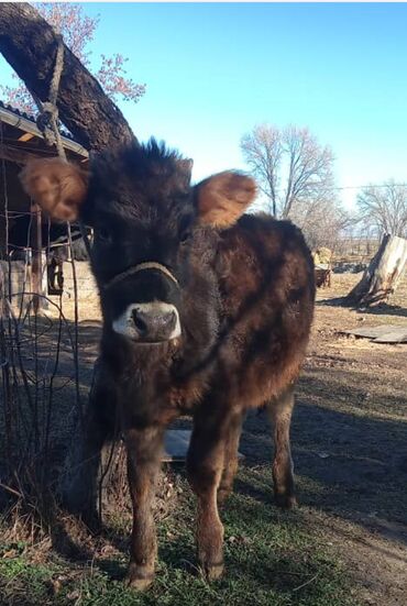 Коровы, быки: Продаю | Тёлка | Полукровка | На откорм | Племенные — 1