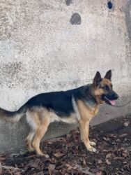 алабай ит аттары: Немецкая овчарка, 1 год, Самец, С родословной