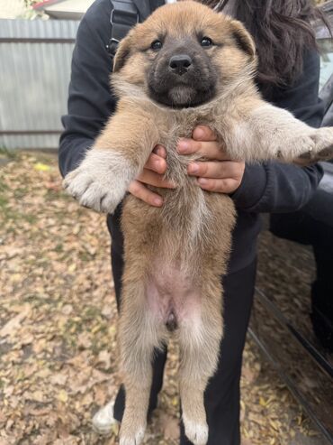 акустические системы airplay колонка в виде собак: Ит бекер берилет: Жөнөкөй ит, 2 айлык, Ургаачы, Эмделген