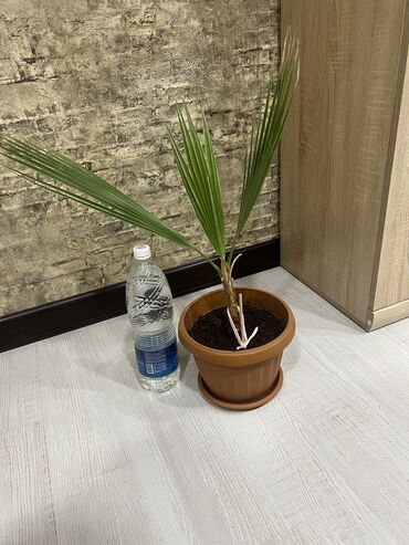 комнатная пальма: Пальма Вашингтония. Ухоженное растение, специальный грунт для пальм