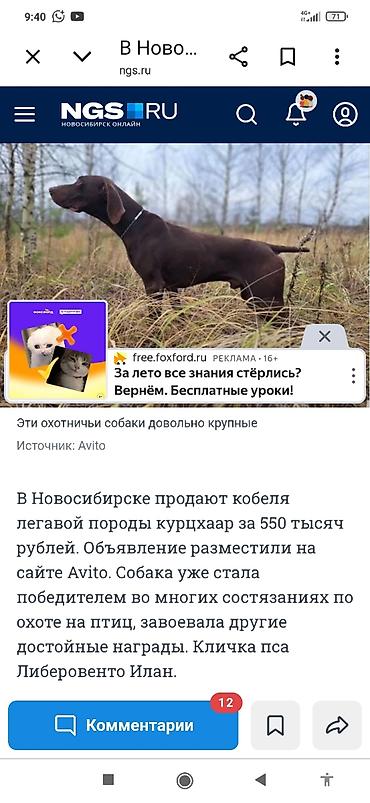 кошки сиамская: Курцхаар, 3 месяца, Самец, С прививкой — 6