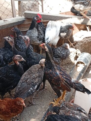 Cücələr: Toyuq, Damazlıq, Ünvandan götürmə