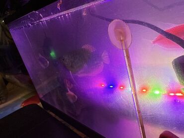 Akvariumlar: LED işıqlı akvarium seti - Şəffaf plastik gövdəli, qapaqlı akvarium - — 5