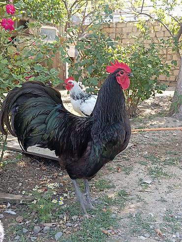 cin bildircini yumurtasi: Saf qan avstralob toyuqlarinin yumurtası var heyvan lar göz — 1
