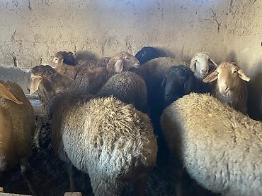 Баран, овца: Продаю | Баран (самец) | Гиссарская, Арашан | Для разведения, На забой | Осеменитель — 6