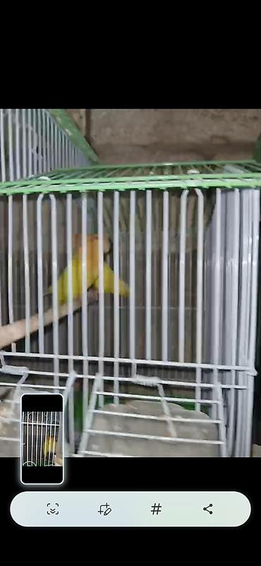 Digər quş: Məhsul: Cüt sevda quşları (lovebird) Təsvir: - Bir-birinə uyğun cüt — 6