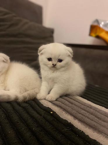 Кошки: Шотландская вислоухая — 1