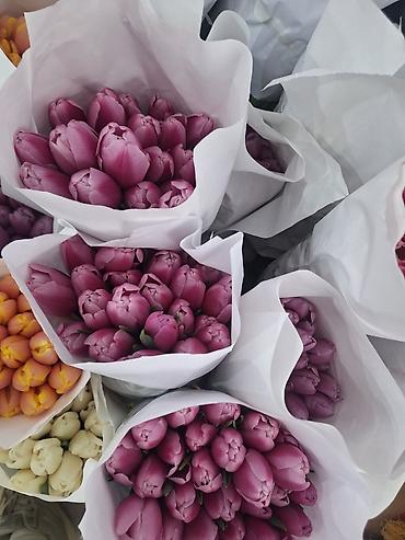 Букеты из живых цветов: Г.Ош оптом и розницу. Тюльпаны с луковицами, срезка «на поле» в — 6