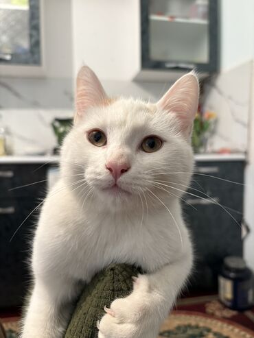 Pişiklər: Türk anqora, Erkək, Yaxşı əllərə — 1