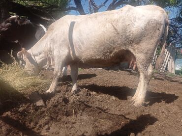 Башка жаныбарлар: Продаю корову стельная 7.5 месяцев корова хорошая спокойная своя после