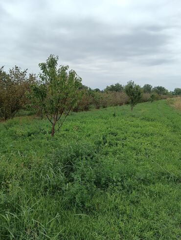 Ağaclar: Məhsul: Fındıq bağı və gilas bağı Təsvir: 1.20 Ha ərazidə 12illik — 5