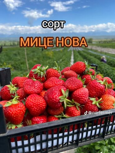 триммер для травы бишкек цена: Саженцы : Клубника, Самовывоз, Платная доставка