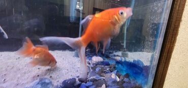 Akvariumlar: Dördbucaq akvarium, Balıqlarla birlikdə, 120 l — 5