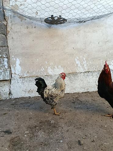 Куры, петухи: Продаю | Петух, Куры | Домашняя | На забой, Несушки, Для разведения — 8